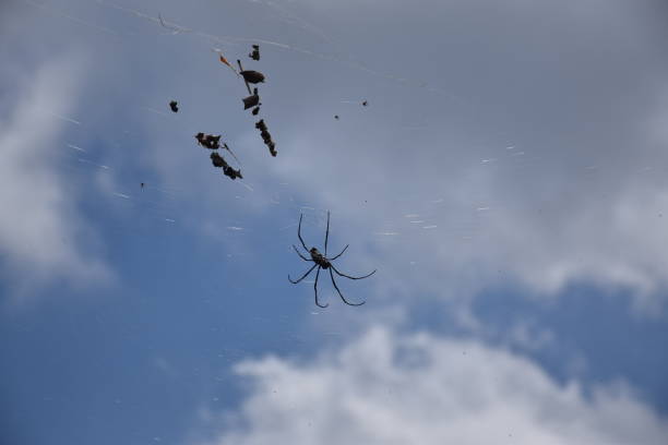 istock A big black Nephila pilipes spider on his web against the sky and clouds 870137412