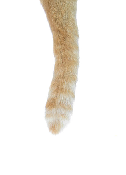 istock tail of a cat on white background 870142920