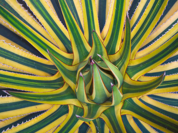 Top view , Agave americana , sentry plant. Top view , Agave americana , sentry plant , or American aloe. tresco stock pictures, royalty-free photos & images