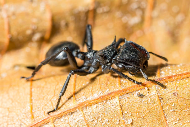 istock Macro shot of Bullet Ant 870143520