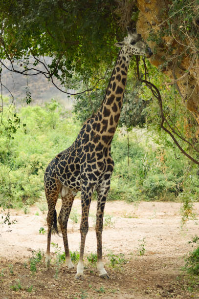 istock Giraffe eating leaves of a tree 870147342