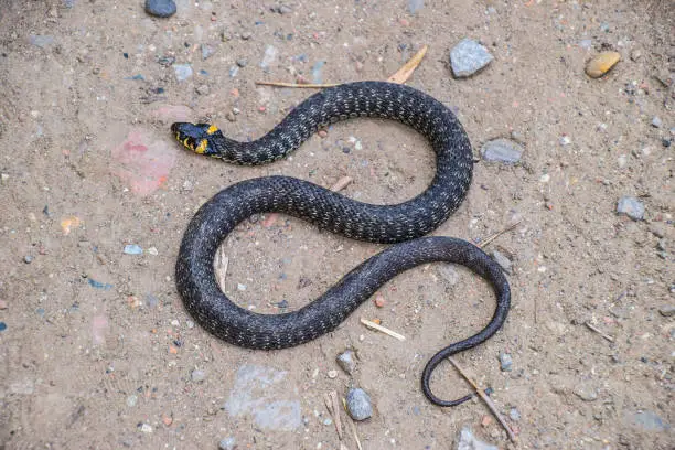 Grass snake, crawling along the ground. Non-poisonous snake. Frightened by the Grass snake.