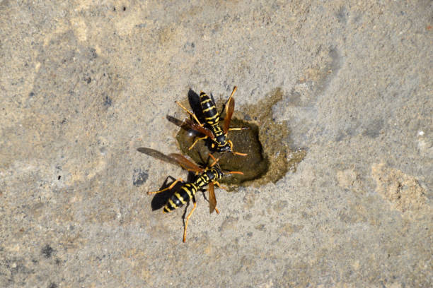 vespe polistes bevono acqua - emotional stress water surface water insect foto e immagini stock