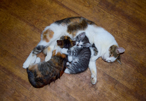 istock Calico cat feeding kitten milk. Breast-feeding. Kittens cat suck tits 870153254