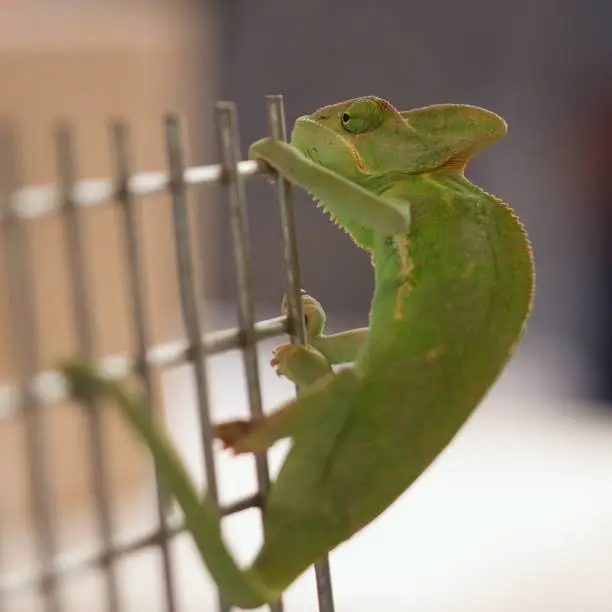 Photo of Chameleon