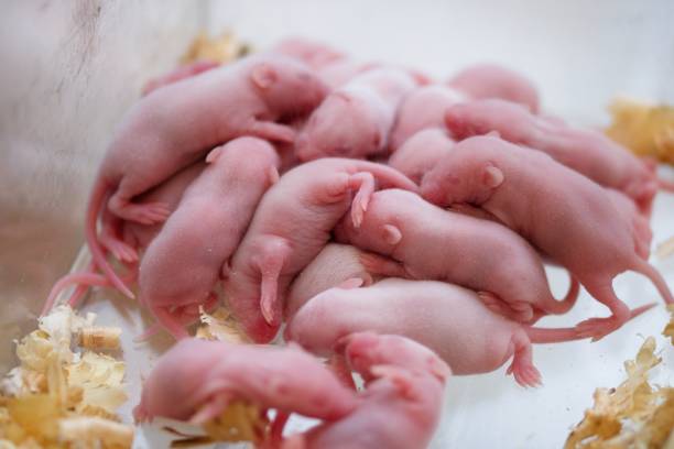 pile of small newborn bare mice - fittest imagens e fotografias de stock