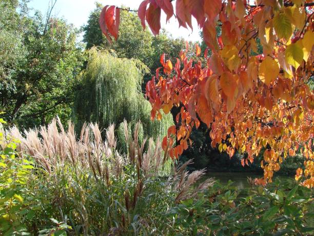 istock 4 Seasons - Autumnal rust leaves, reeds and trees 870157982