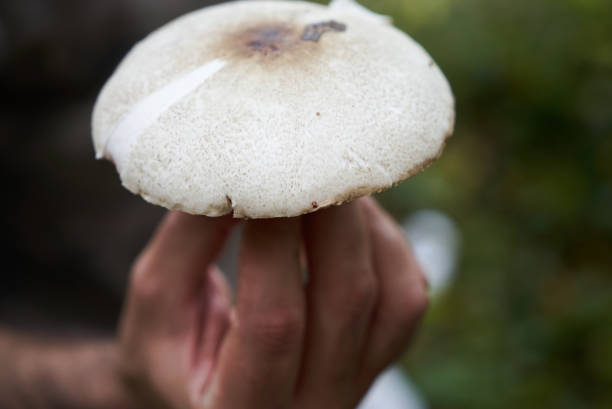 istock Forest mushroom in autumn forest 870158172