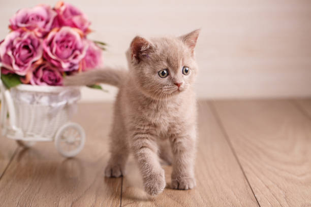 istock Purple color Scottish Cat cat 870161668