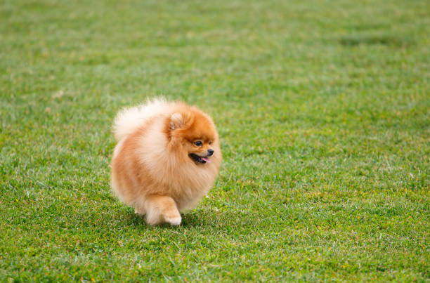 istock spitz dog running in the meadow 870161764