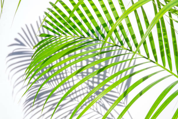 istock green palm leaf and shadow on a white background 870164300