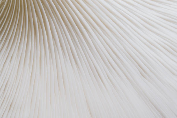istock background macro image of Sajor-caju mushroom 870164346