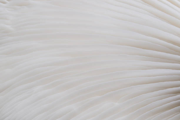 istock background macro image of Sajor-caju mushroom 870164370