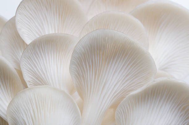 background macro image of Sajor-caju mushroom