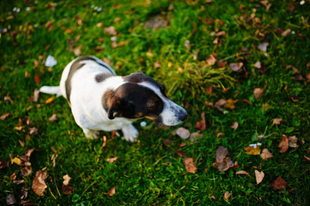 Dog in the yard