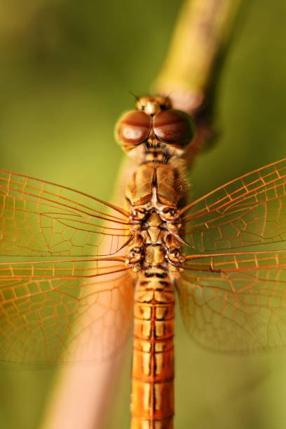 istock Close up Dragonfly head , compound eye and transparent wings from bird's eye view. 870166260
