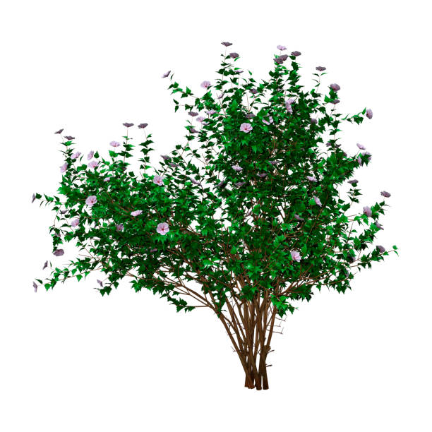 3D rendering of a green hibiscus bush with flowers isolated on white background