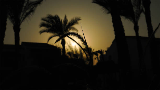 istock Spikes and palm trees silhouette at the sunset 870173270