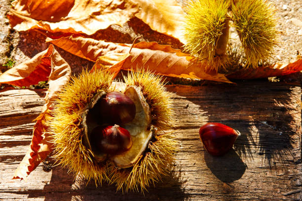 Broken chestnut inmidst leaves on a sunny wooden table