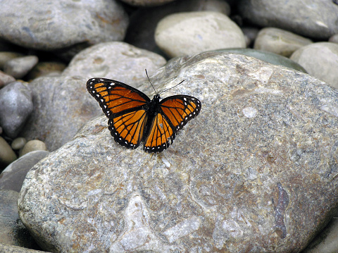 Butterfly sitting on a rock in a dry creek bed