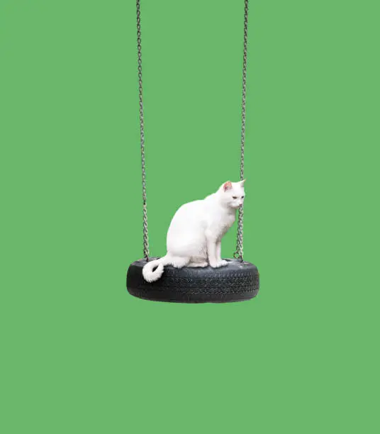 White cat sitting on a swing made out of an old tyre.
