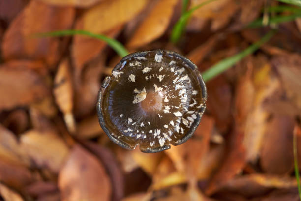 istock Forest mushroom in autumn forest 870176940