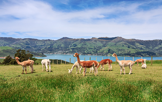 Alpacas herd on pasture, Acaroa, South island New Zealand