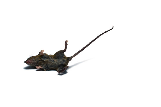 istock little rat  dead on white background isolated 870180974