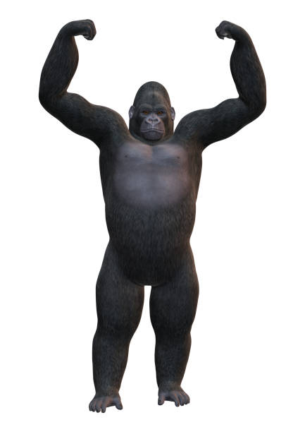 3D rendering Gorilla on white 3D rendering of a Gorilla, a herbivorous ape, isolated on white background white gorilla stock pictures, royalty-free photos & images