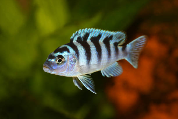 kenyi oder kennyi buntbarsche maylandia lombardoi aquarienfische - buntbarsch stock-fotos und bilder