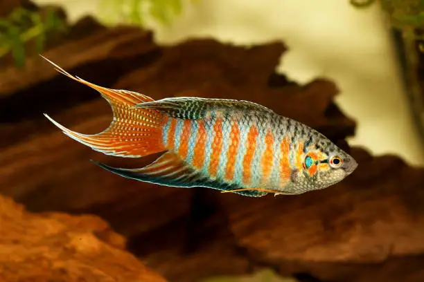 paradise fish gourami Macropodus opercularis tropical Aquarium fish