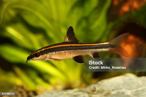 Flying Fox Epalzeorhynchos Kalopterus Aquarium Fish Eating Algae Stock Photo - Download Image Now