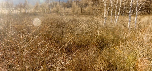 Withered meadow and birch trees stock photo