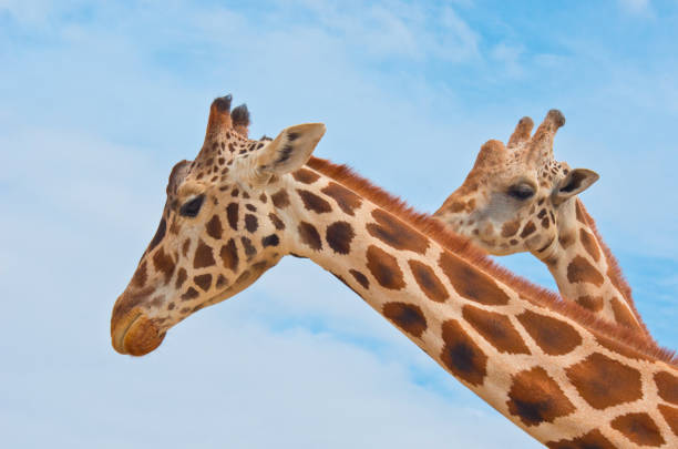 giraffes in savanna against the blue sky