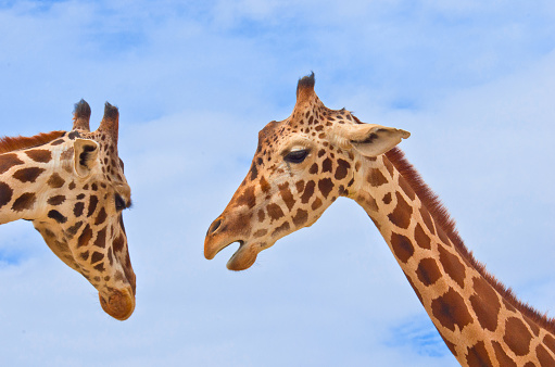 giraffes in savanna against the blue sky