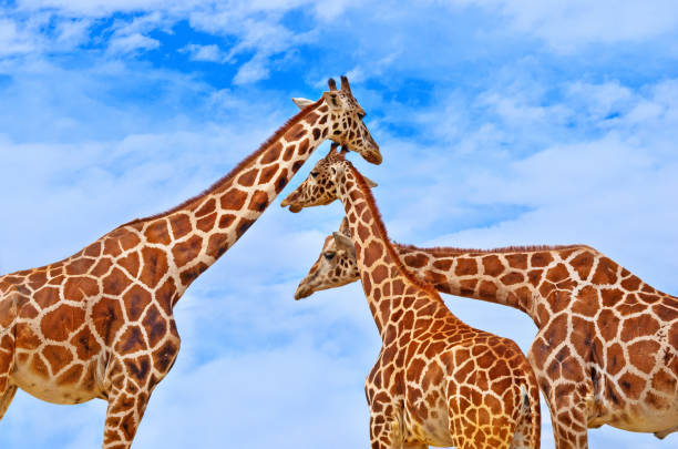 Giraffes