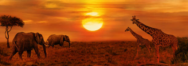 istock Elephants and Giraffes at African Savanna 870188732