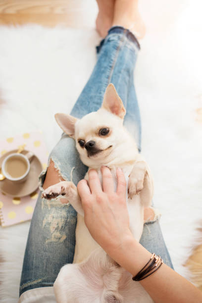 una giovane donna che indossa jeans in difficoltà seduti sul pavimento di legno su un tappeto di pelliccia bianca a casa e accarezza un simpatico cane chihuahua. tema femminile luminoso oro - dog chihuahua pampered pets pets foto e immagini stock