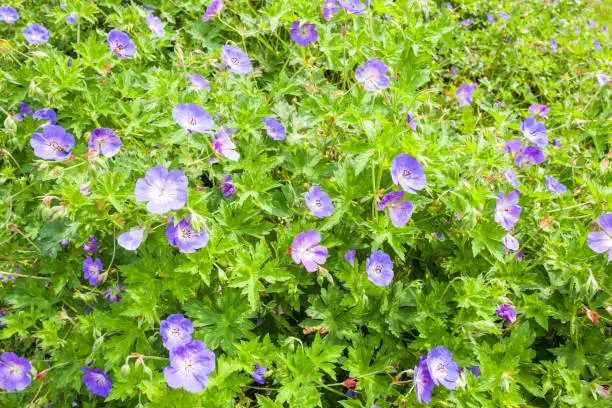 Geranium Rozanne plants.