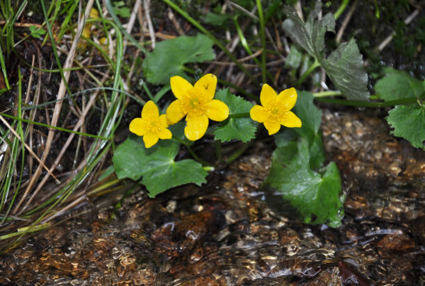 populage des marais à la diffusion de l’eau - runnel photos et images de collection