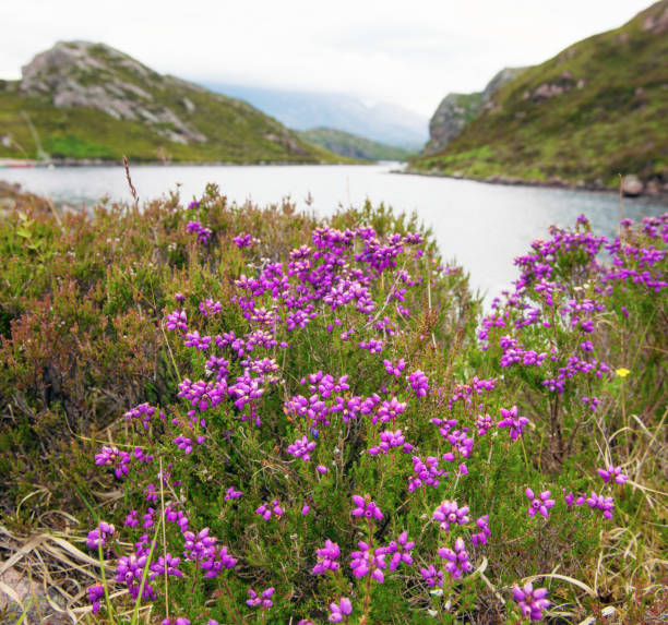 istock Heather close-up in the Scottish Highlands 870199518