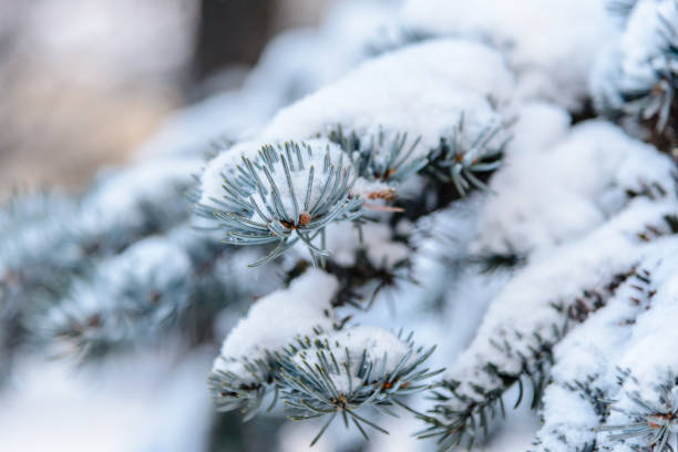 istock The green spruce branch covered with a thick layer of fluffy snow 870200222