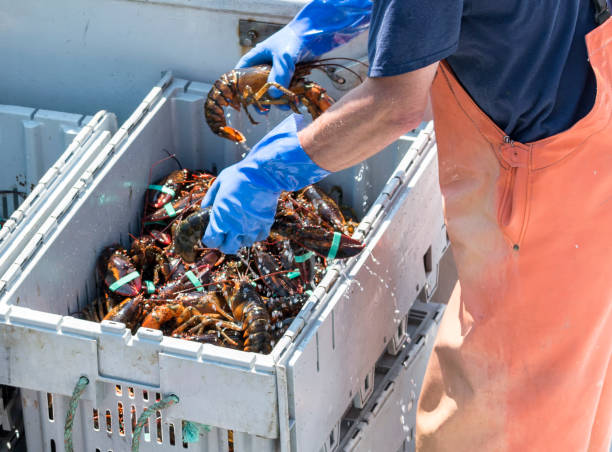 istock Sorting live Maine lobster for sale 870200272