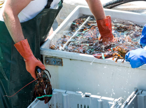 istock Lobster-man sorting fresh lobster on a boat 870200274