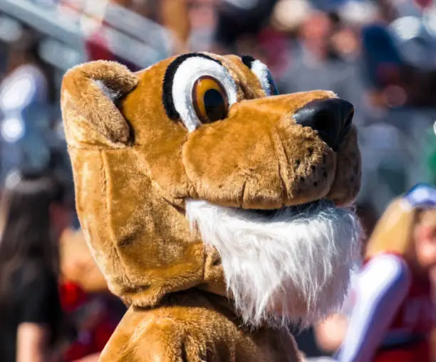 The head of a cougar mascot with the stands full behind it, at a high school football game on a sunny day in the fall.