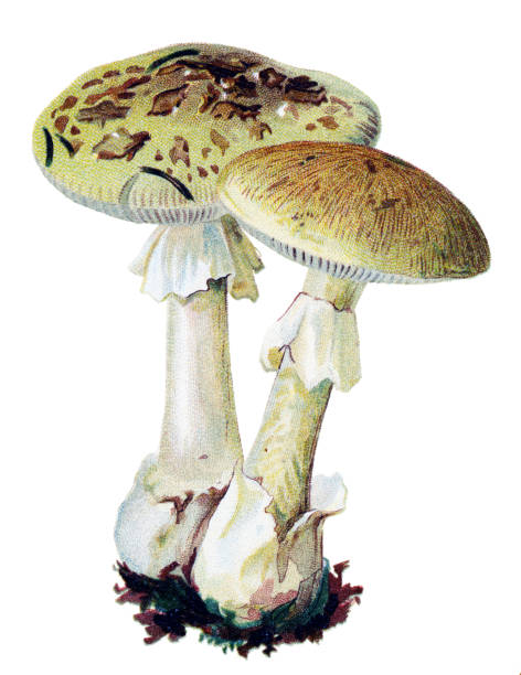 mushroom death cap Antique illustration of a Medicinal and Herbal Plants.  peppery bolete stock illustrations