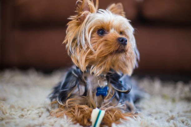 istock Cute dog waiting some food 870205810