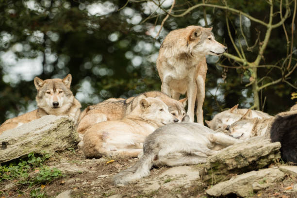 istock A pack of wolves on a rock 870210172