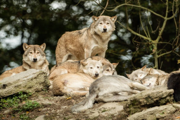 A pack of wolves on a rock stock photo