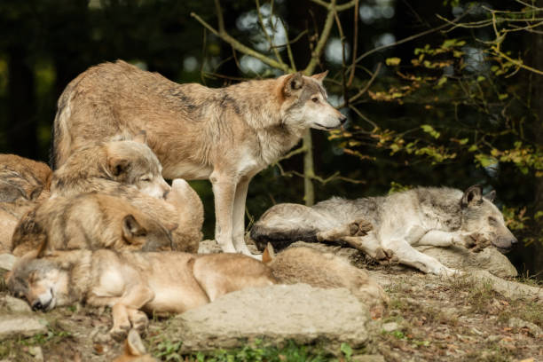 istock A pack of wolves on a rock 870210272